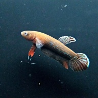 protect from extinction wild betta miniopina pair