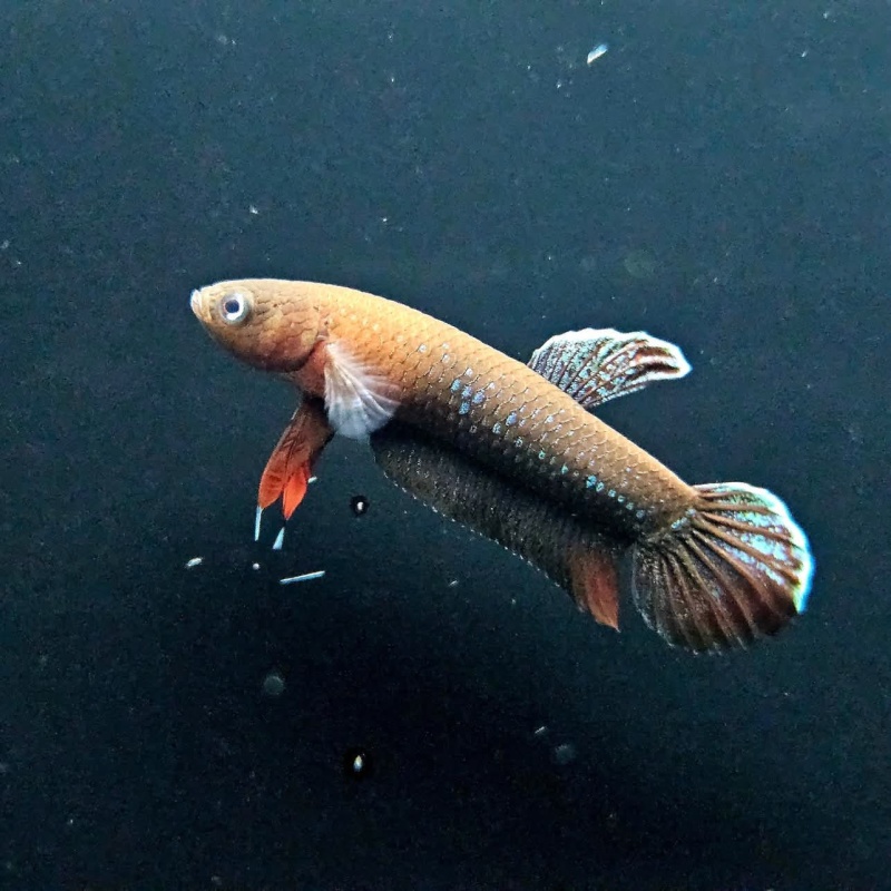protect from extinction wild betta miniopina pair