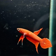 protect from extinction wild betta sp.red apiapi pair