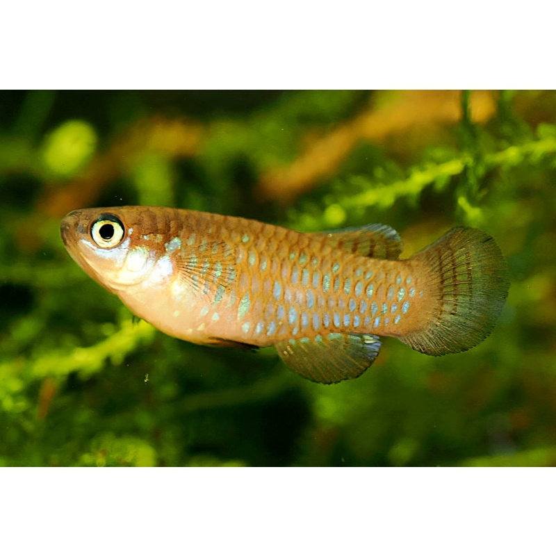 Lacustricola pygmaeus ZASB25-3