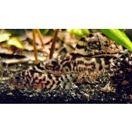 CW111 "Vulcan" Corydoras
