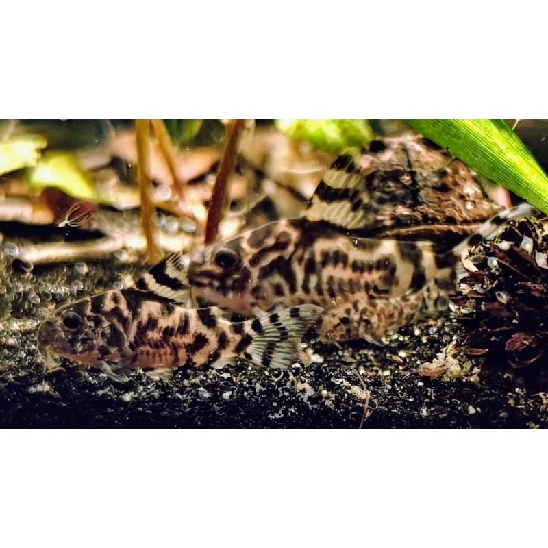 CW111 "Vulcan" Corydoras