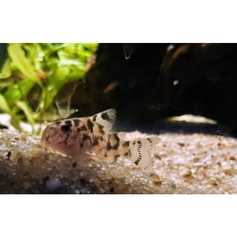 CW111 "Vulcan" Corydoras
