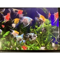 (4) Mix & Match High Color Quality Angelfish Rare Varieties quarter+ body