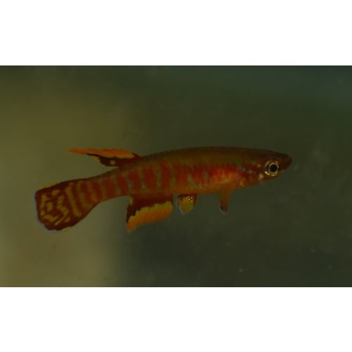 Aphyosemion exiguum Nkol bwa 20+ eggs.