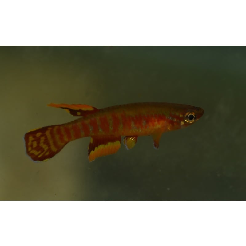 Aphyosemion exiguum Nkol bwa 20+ eggs.