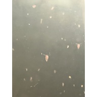 Daphnia cf. pulex - Finnish native Daphnia sp.