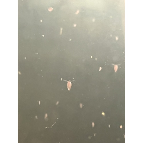 Daphnia cf. pulex - Finnish native Daphnia sp.