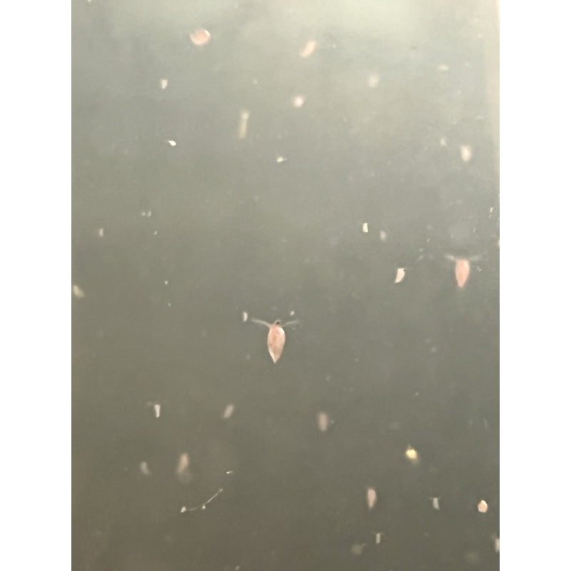 Daphnia cf. pulex - Finnish native Daphnia sp.