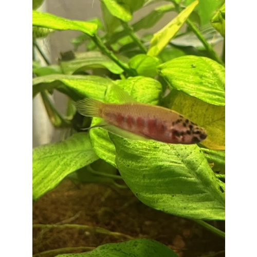 Betta rubra male