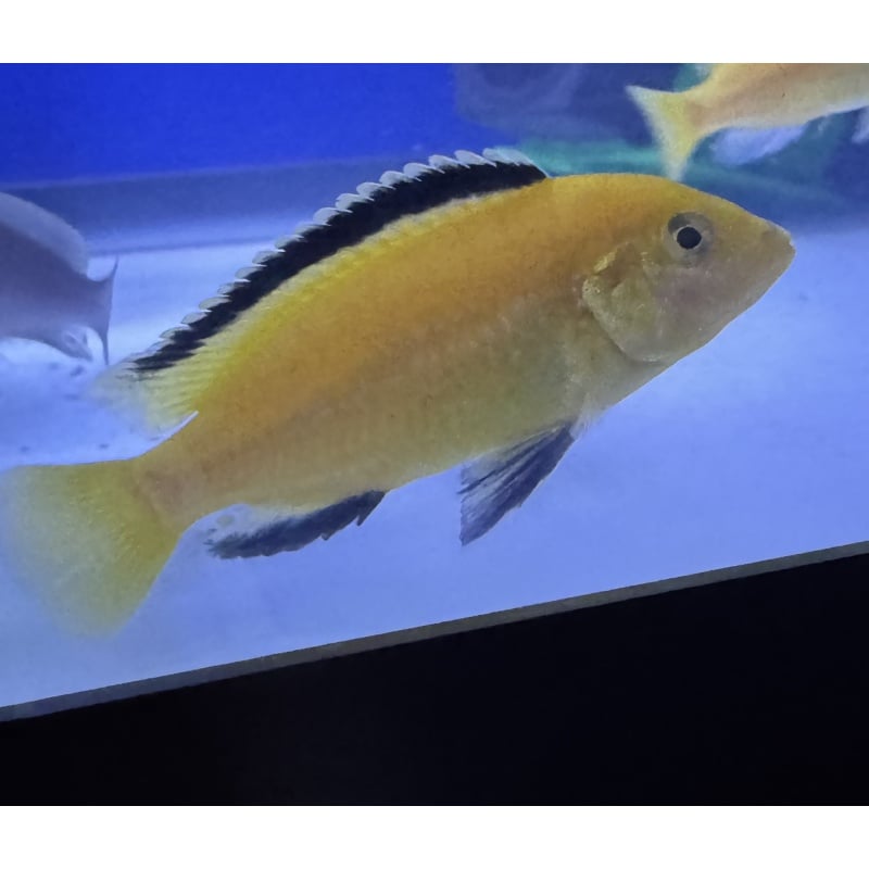 Labidochromis Yellow Kakusa