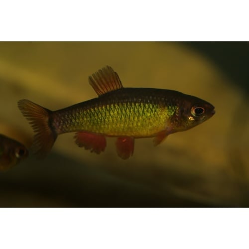 6 Neolebias ansorgii Boma