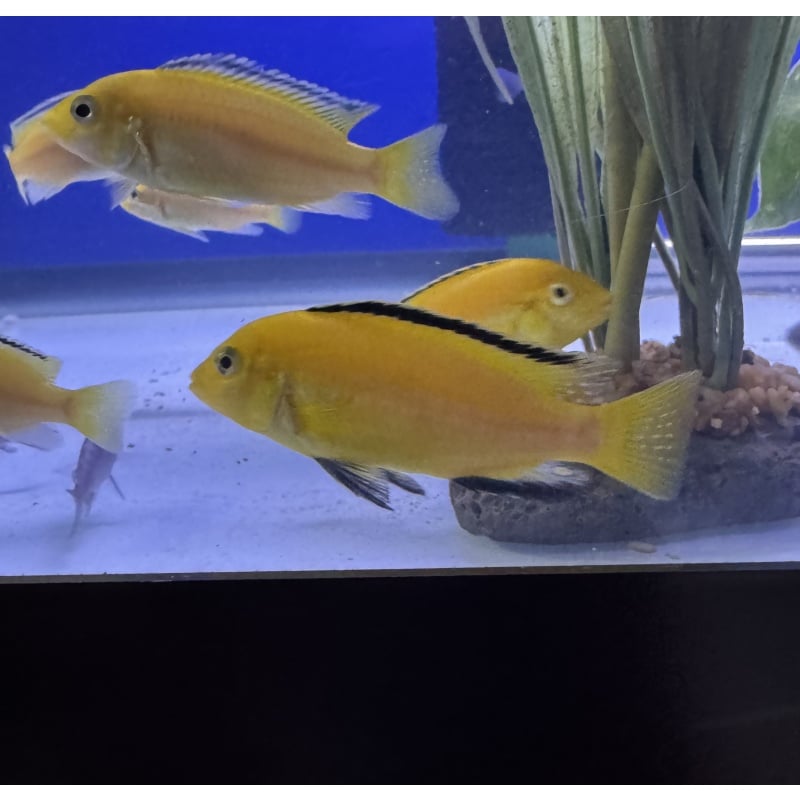 Labidochromis Yellow Kakusa