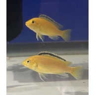 3-4” Labidochromis Yellow Kakusa