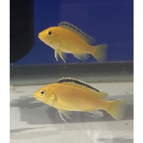 3-4” Labidochromis Yellow Kakusa