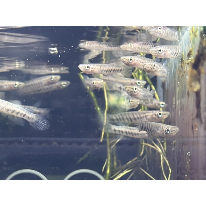 Group of 10 Epiplatys Spilargyreius Killifish