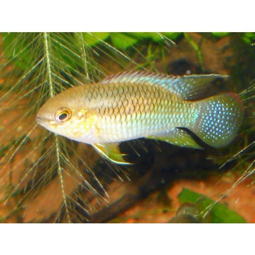 True Laetacara curviceps pair NICE,