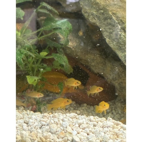 Neolamprologus Leleupi Juveniles (10 pack)