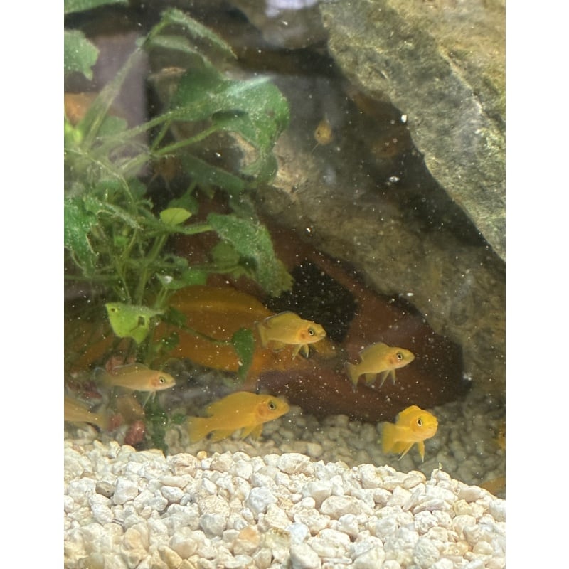 Neolamprologus Leleupi Juveniles (10 pack)