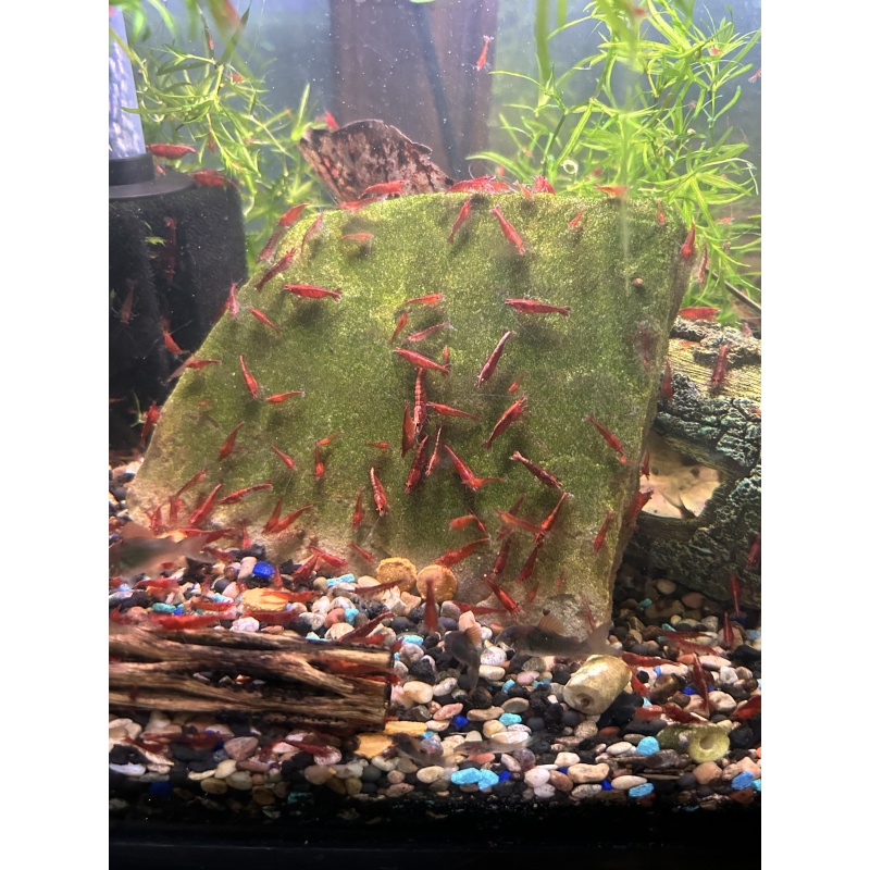 Cherry Shrimp from Colorado!