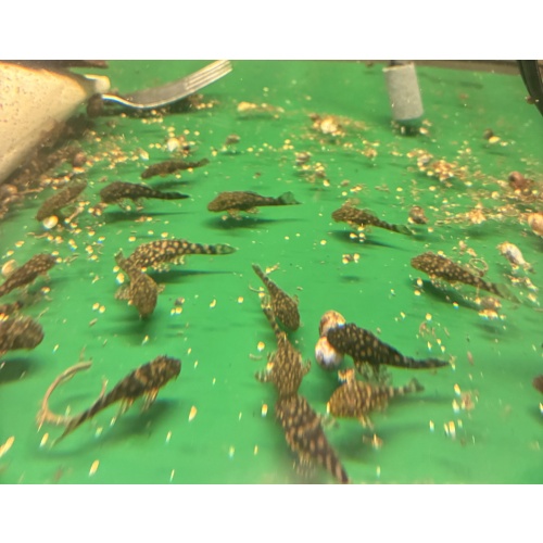 Ancistrus Rio Paraguay (L528) 1 3/4” - 2” juveniles for sale $20 each plus shipping.