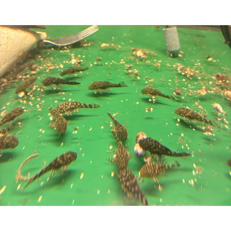 Ancistrus Rio Paraguay (L528) 1 3/4” - 2” juveniles for sale $20 each plus shipping.