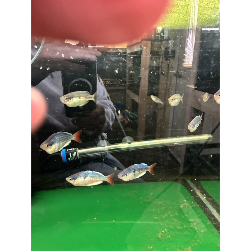 Melanotaenia sp. "Kali Tawa" (6 pack) for sale for $48.00
