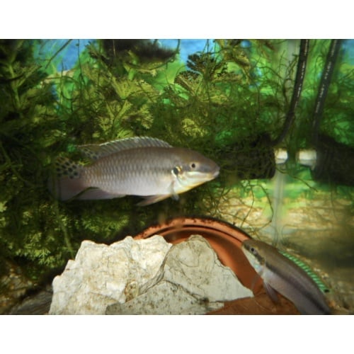 Enigmatochromis lucanusi Pair C.A.R.E.S Fish NICE!