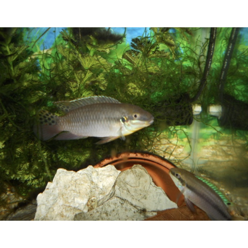 Enigmatochromis lucanusi Pair C.A.R.E.S Fish NICE!