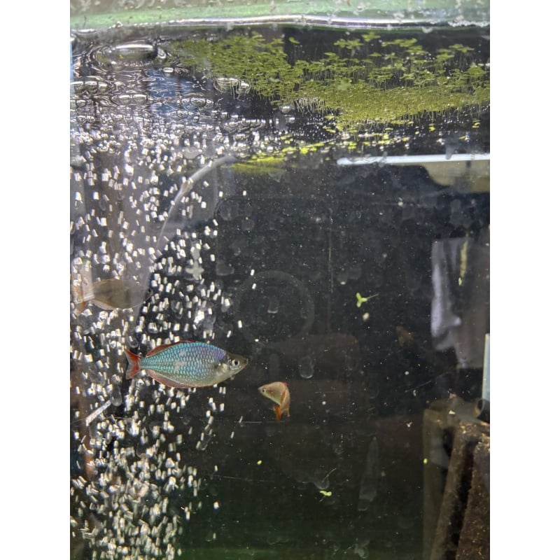 6 juvenile Melanotaenia Praecox for sale for $35 plus shipping
