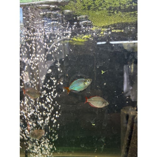 6 juvenile Melanotaenia Praecox for sale for $35 plus shipping