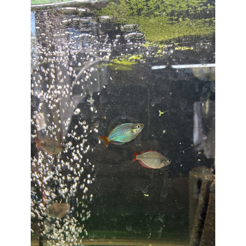 6 juvenile Melanotaenia Praecox for sale for $35 plus shipping