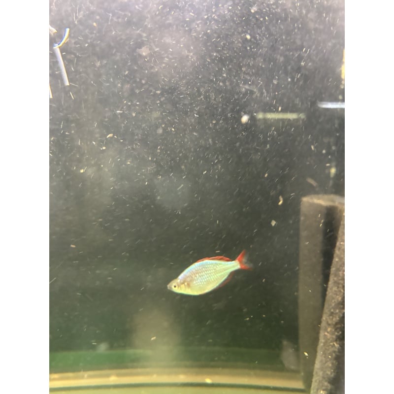 6 juvenile Melanotaenia Praecox for sale for $35 plus shipping