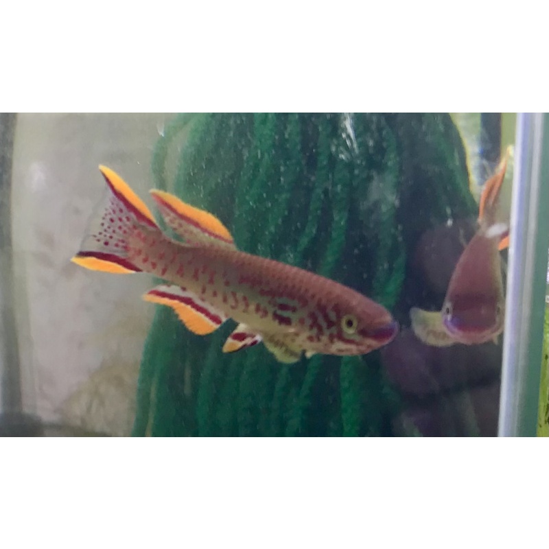 Fundulopanchax nigerianus “Innideri”