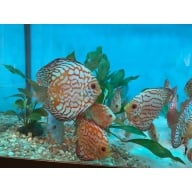 6 3"-3.5" blood pigeon discus fish for $150