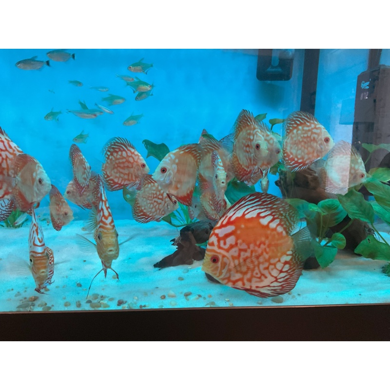 6 3"-3.5" blood pigeon discus fish for $240