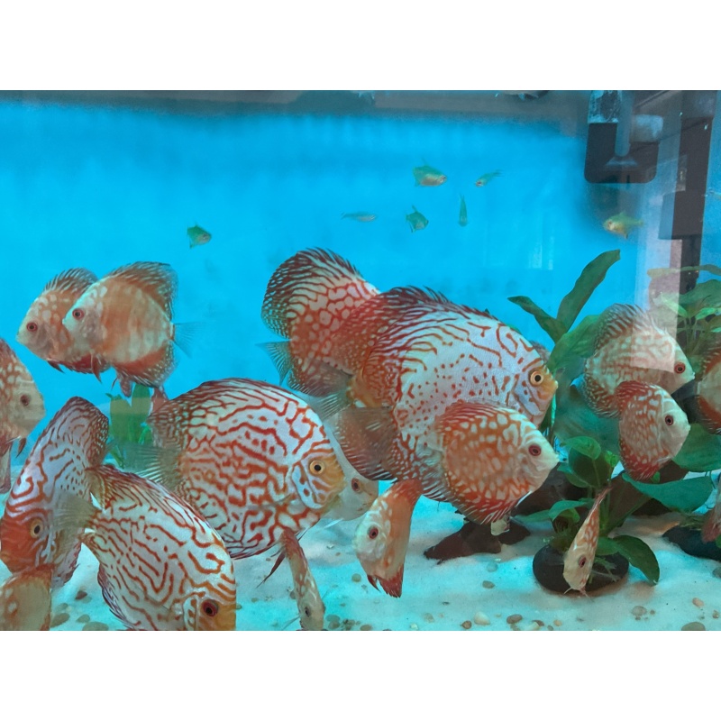1 4"-4.5" blood pigeon discus fish for $80