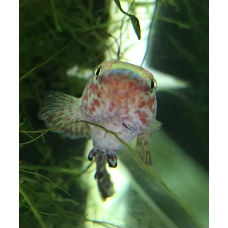 Fundulopanchax Nigerianus “Innideri”