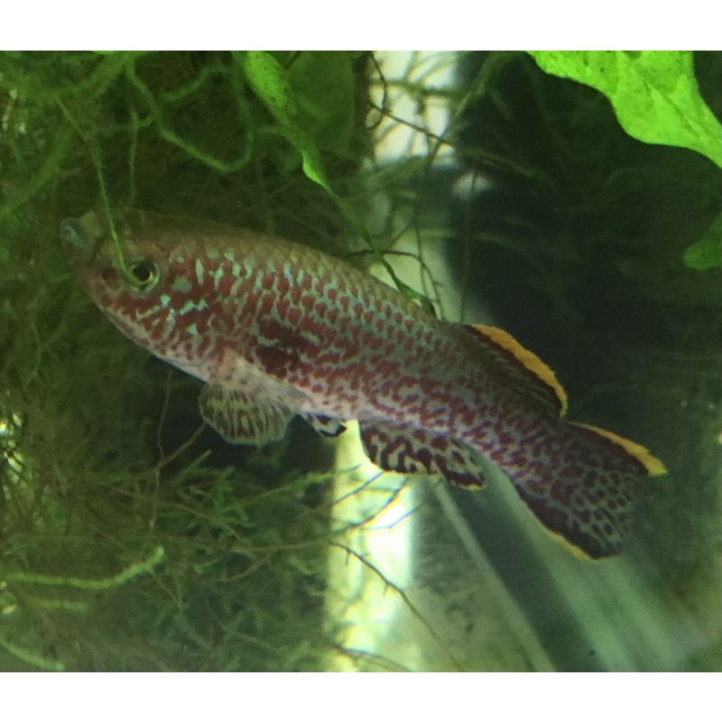 Fundulopanchax Nigerianus “Innideri”