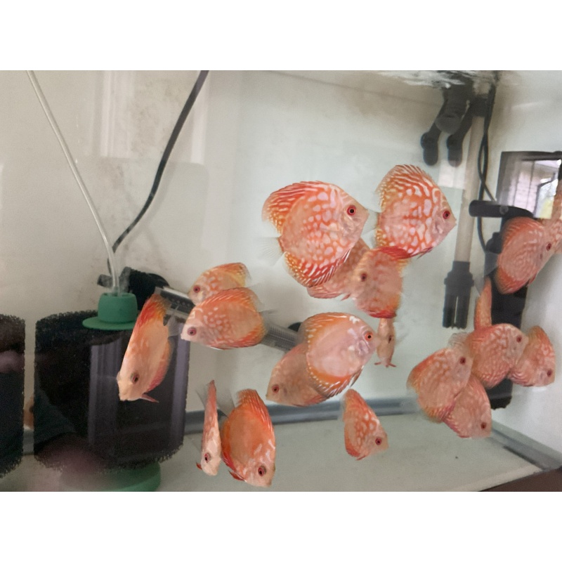 1 4"-4.5" blood pigeon discus fish for $80