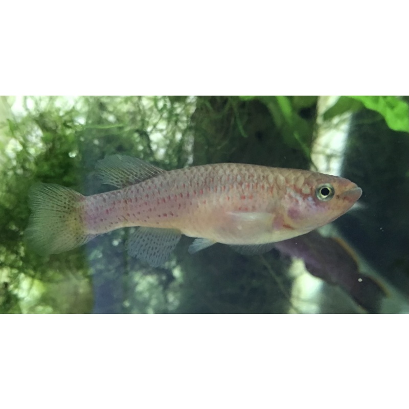 Fundulopanchax Nigerianus “Innideri”