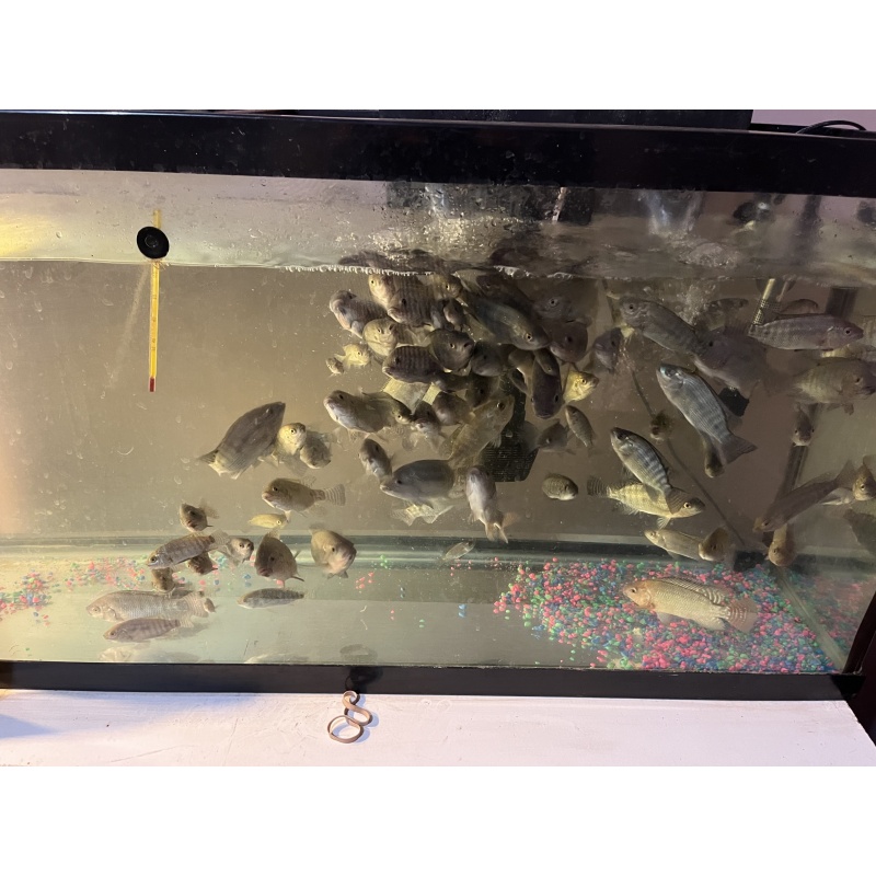 Talapia