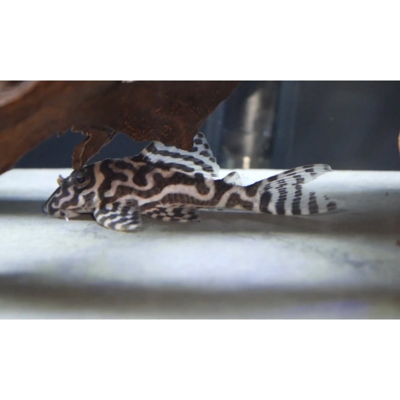 L173 - Will's Line Hypancistrus Places Adult Breeding Group (6 total)