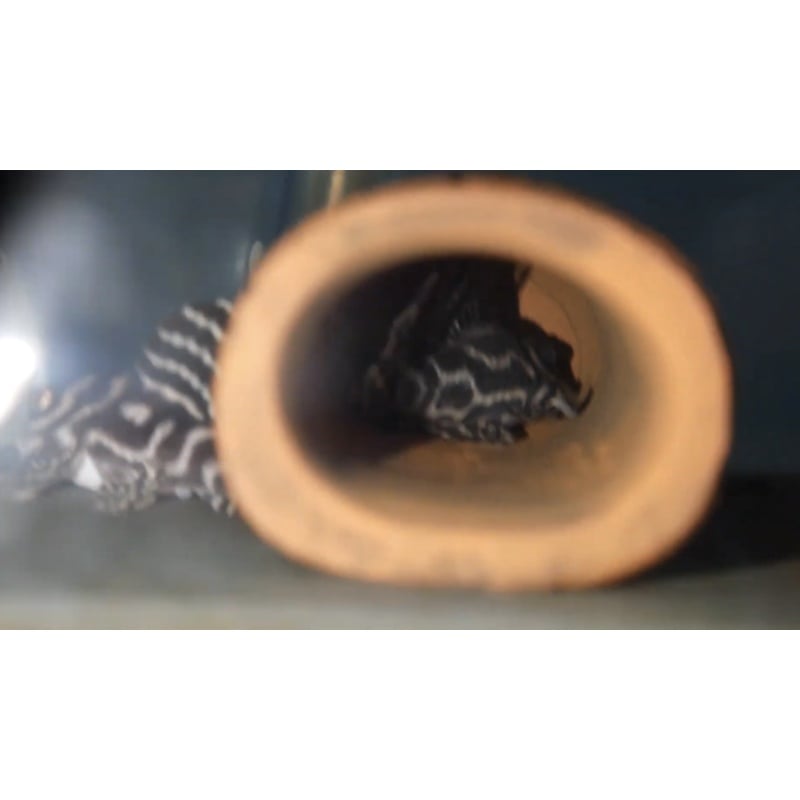 L173 - Will's Line Hypancistrus Places Adult Breeding Group (6 total)