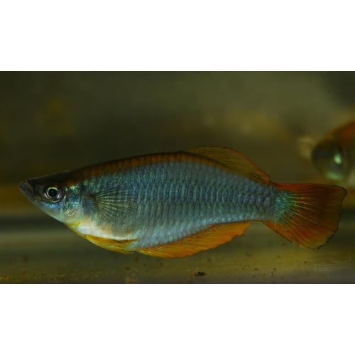 Procatopus sp. Njanje 20 + F1 eggs