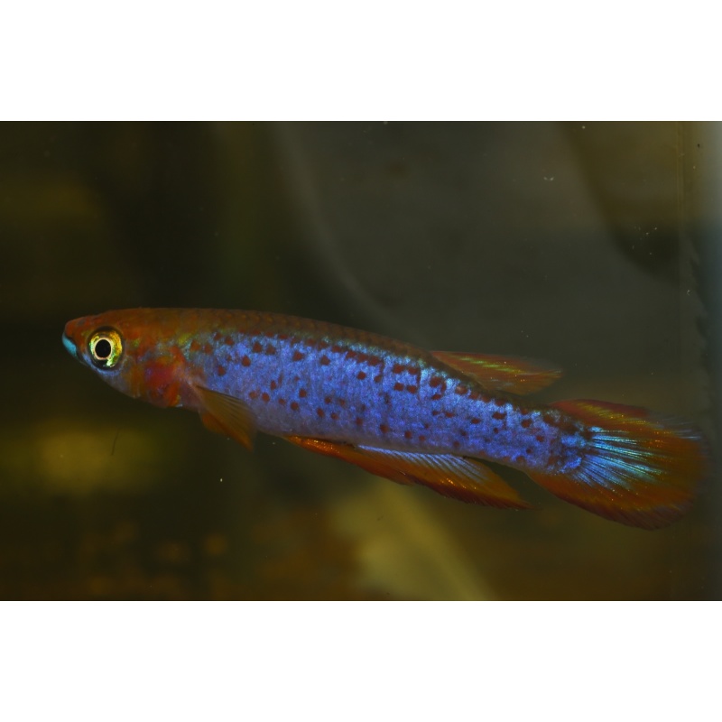 Epiplatys lamottei 20 F2 eggs