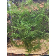 Unknown moss baseball size portion