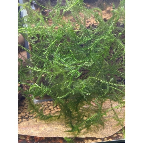 Unknown moss baseball size portion