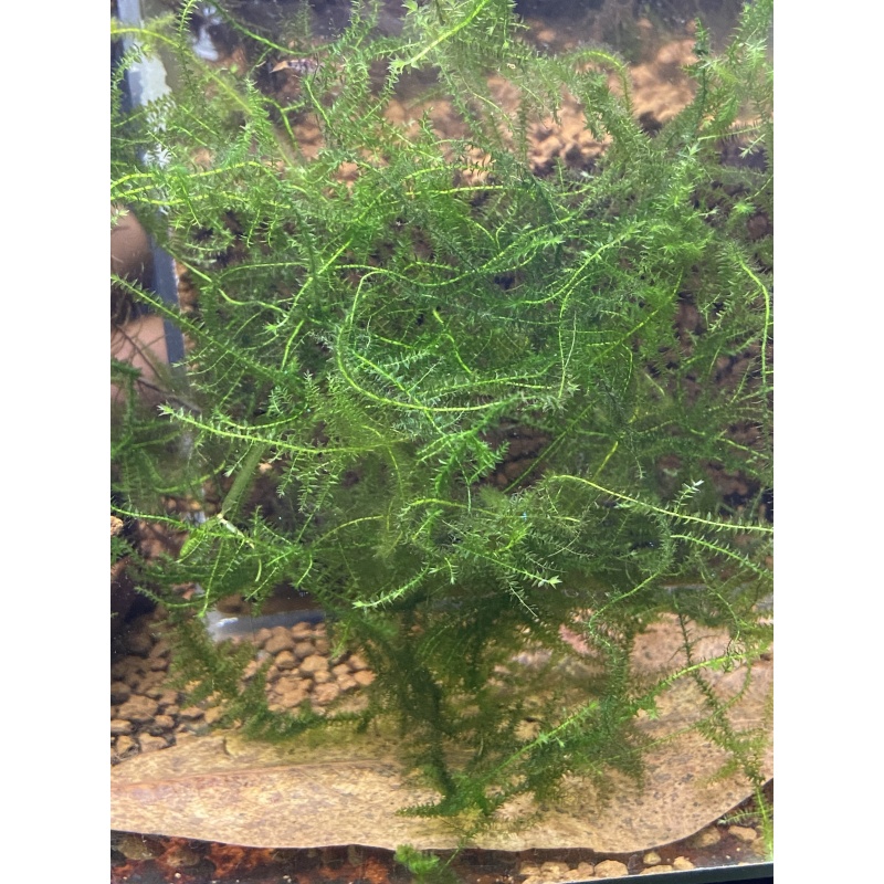 Unknown moss baseball size portion