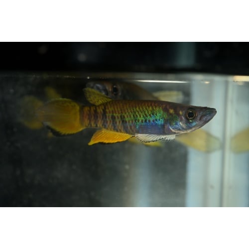 Epiplatys zenkeri Nkoelon COT 01/25 25 F1 eggs